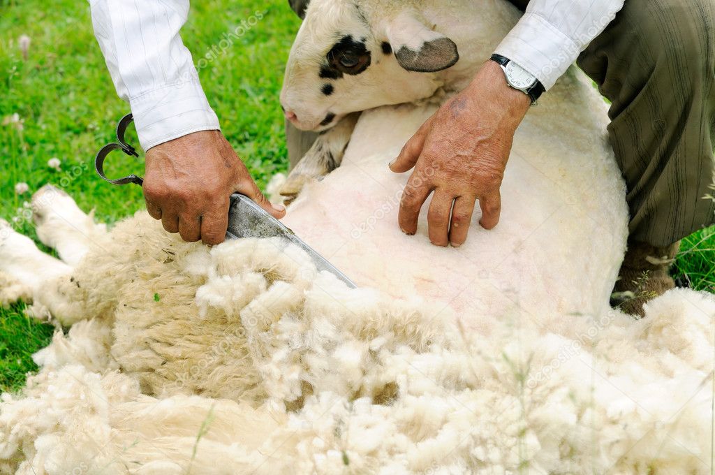Tijera de Esquilar Ovejas 11 Pulgadas