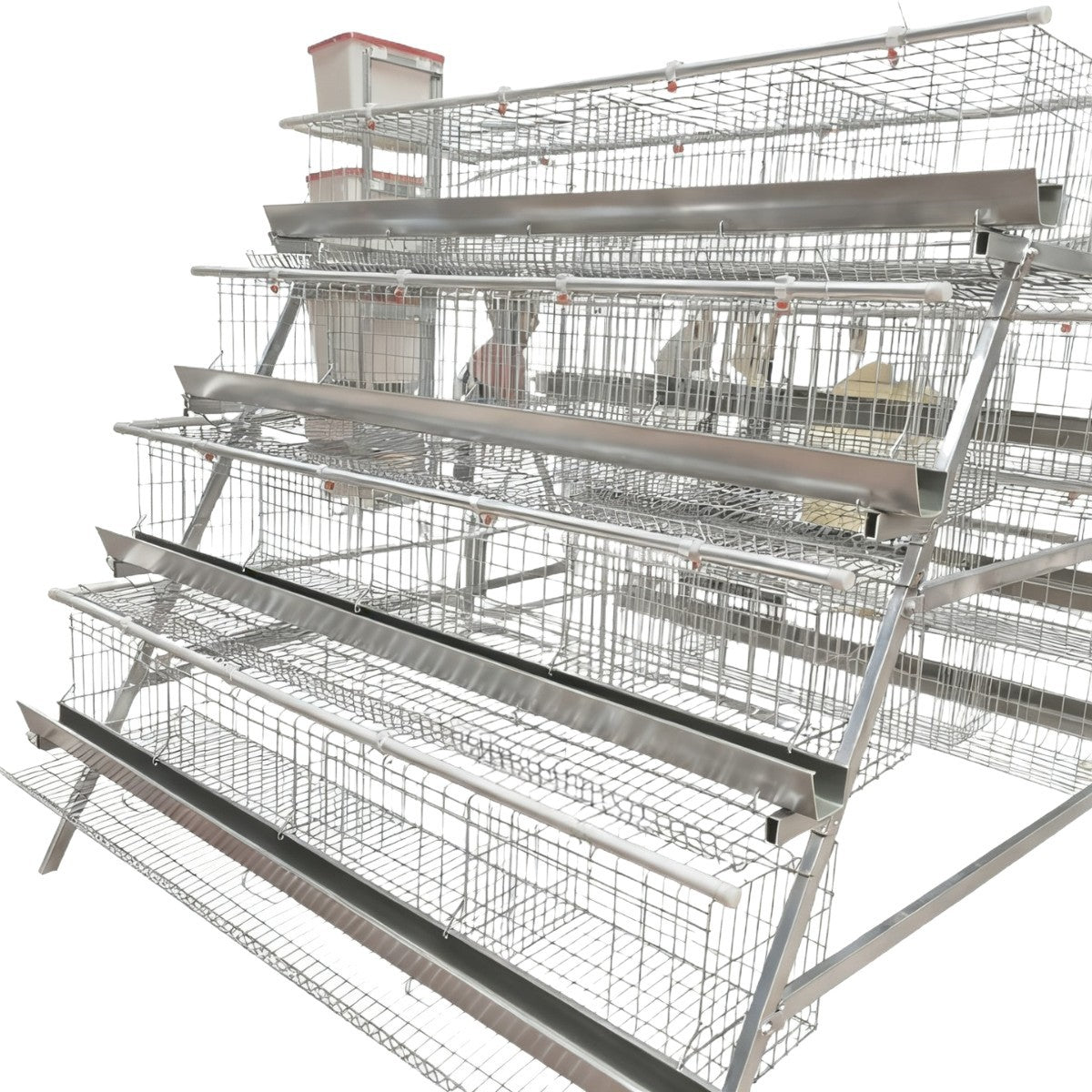 jaula gallina ponedora a.